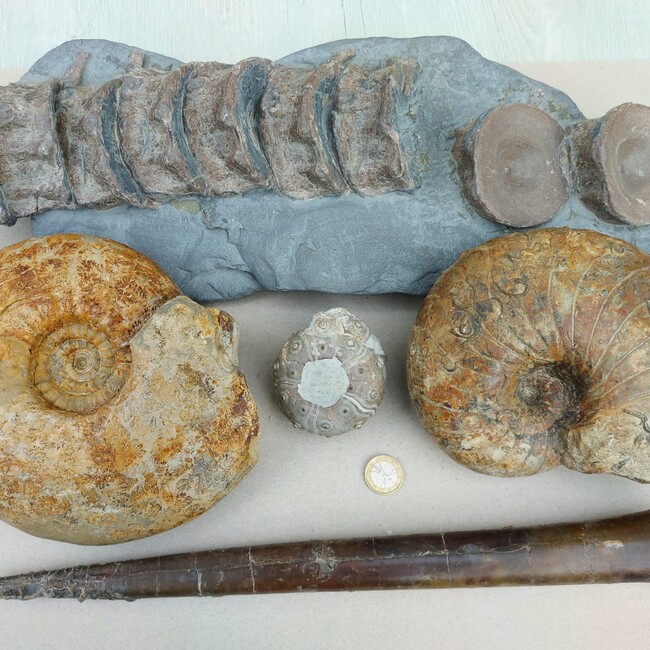 verschiedene Fossilien z.B. versteinerte Schnecken
